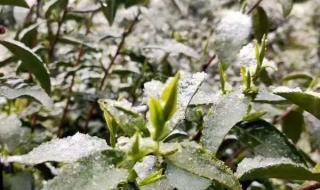 霸王茶姬最大的茶园