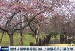 上海顾村公园的樱花大概什么时候开放啊 顾村公园樱花节门票