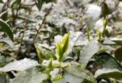 霸王茶姬茶叶哪里可以买 霸王茶姬最大的茶园